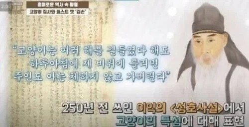 250년에 쓰여진 냥아치 특징