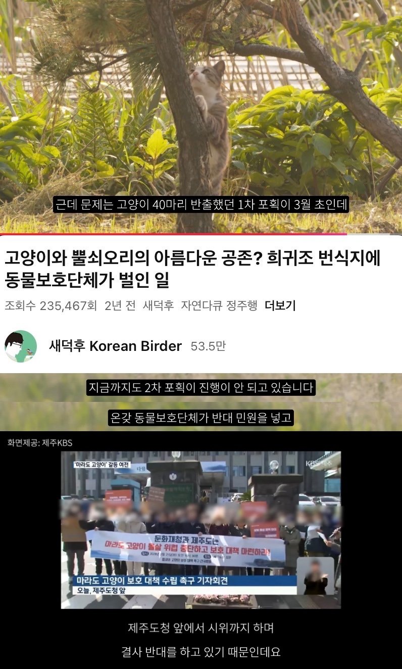 어쩌다 고양이 살처분론까지 나오게 됐을까? 진짜 범인을 알려드림