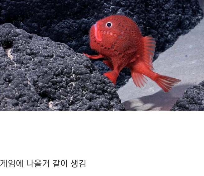 칠레 근처 바다에서 발견된 완전히 새로운 종의 물고기