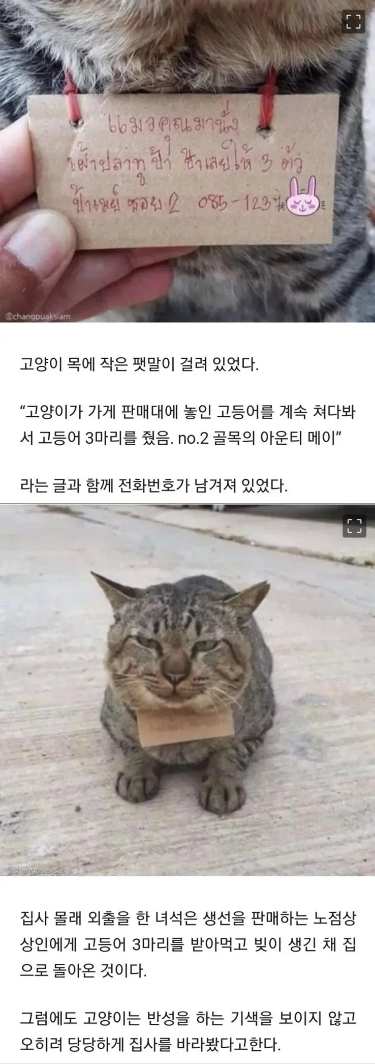 가출했다가 빚지고 당당히 돌아온 고양이