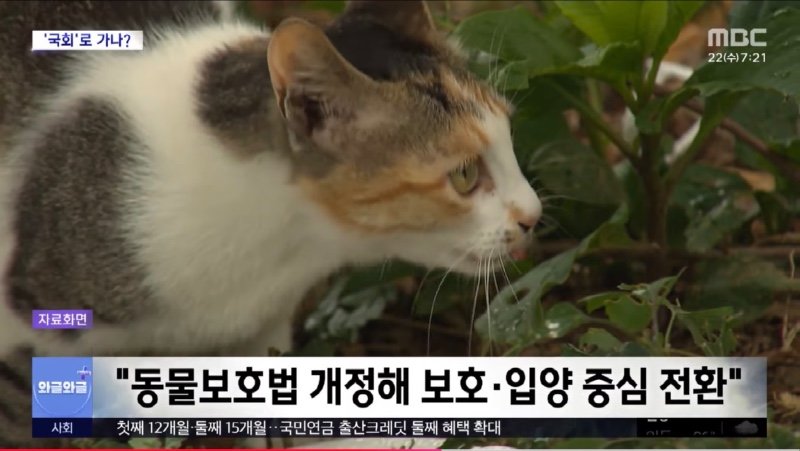 MBC) '캣맘' 사라지나?..'길고양이' 청원 4만 명 돌파