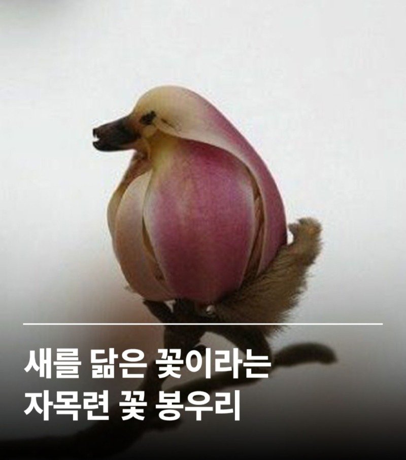 새를 닮은 꽃 