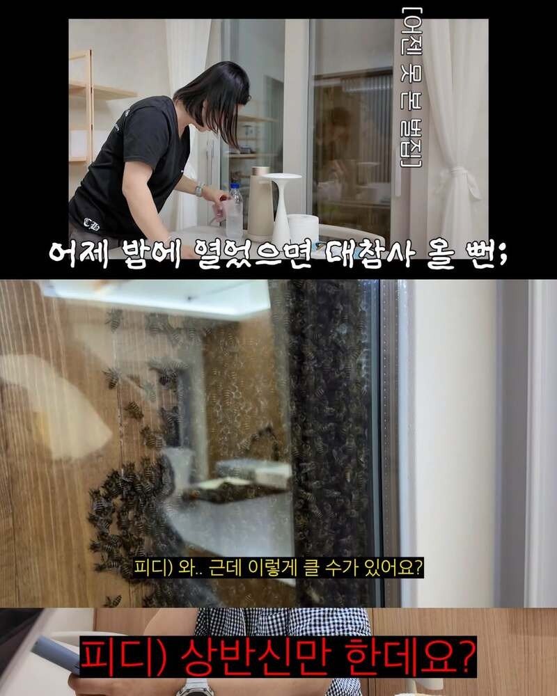 2주만에 제주도 집 갔다 119 부른 김숙