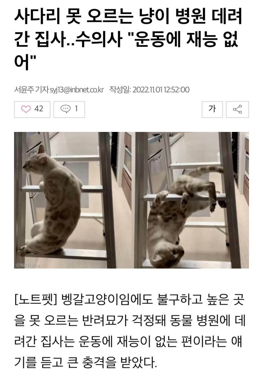 고양이 움직이는게 이상해서 병원 데려간 결과.