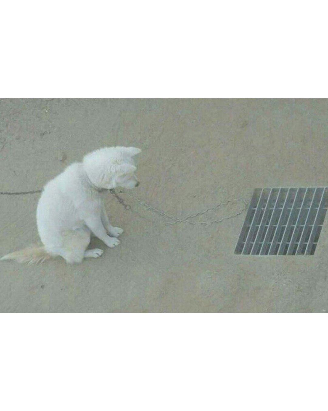 백구가 이틀간 우울해진 이유