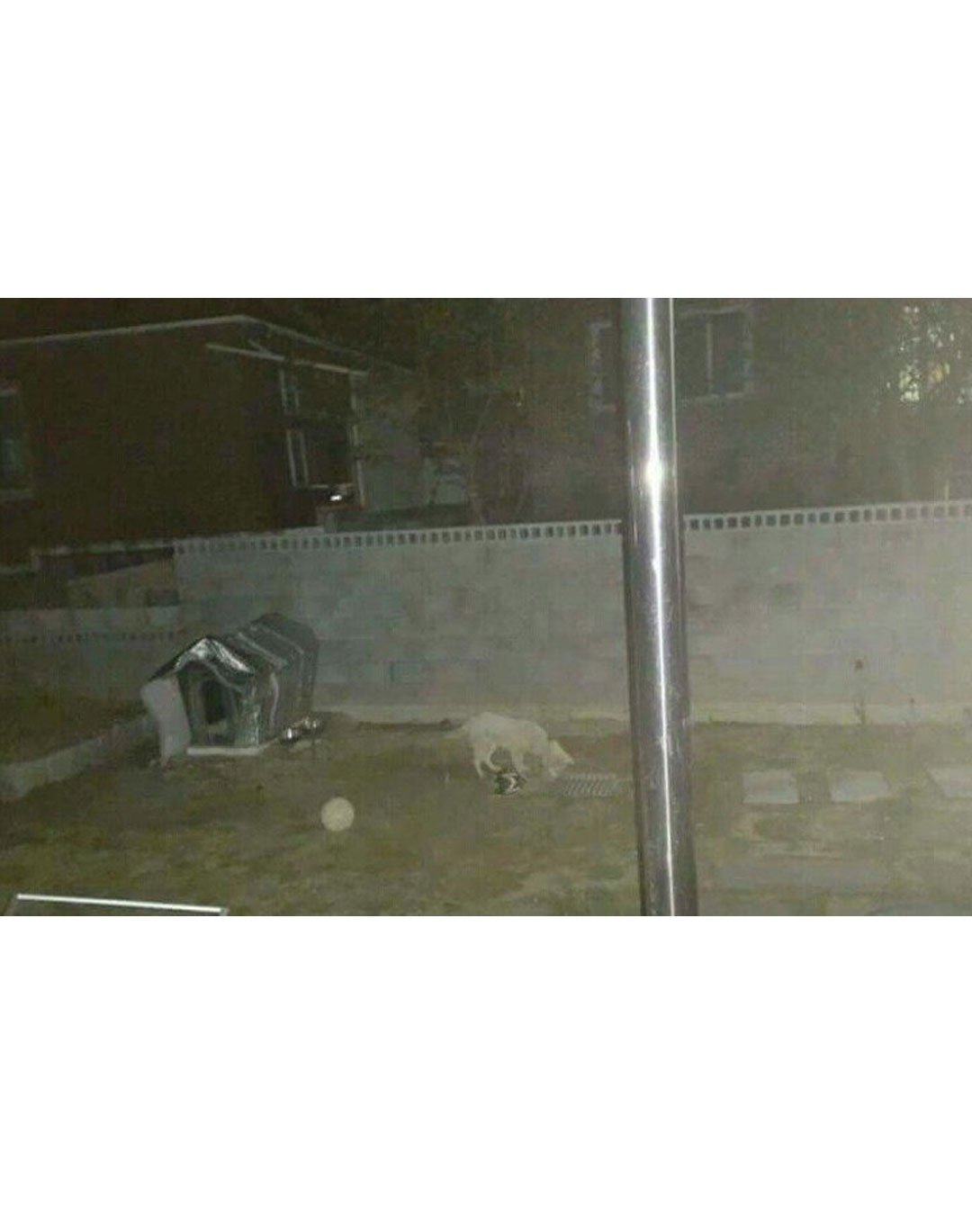 백구가 이틀간 우울해진 이유